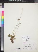 Heuchera parvifolia var. flavescens image