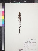 Hypopitys monotropa image