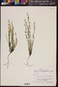 Linum neomexicanum image