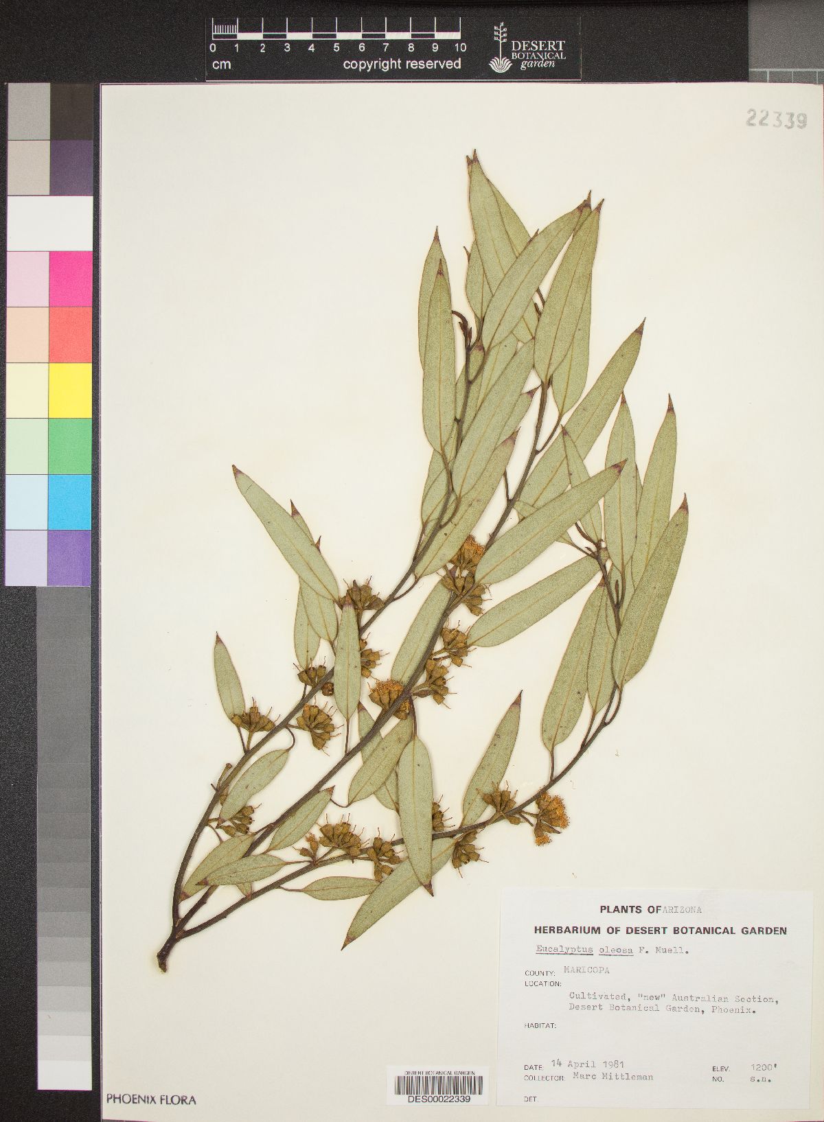 Eucalyptus oleosa image