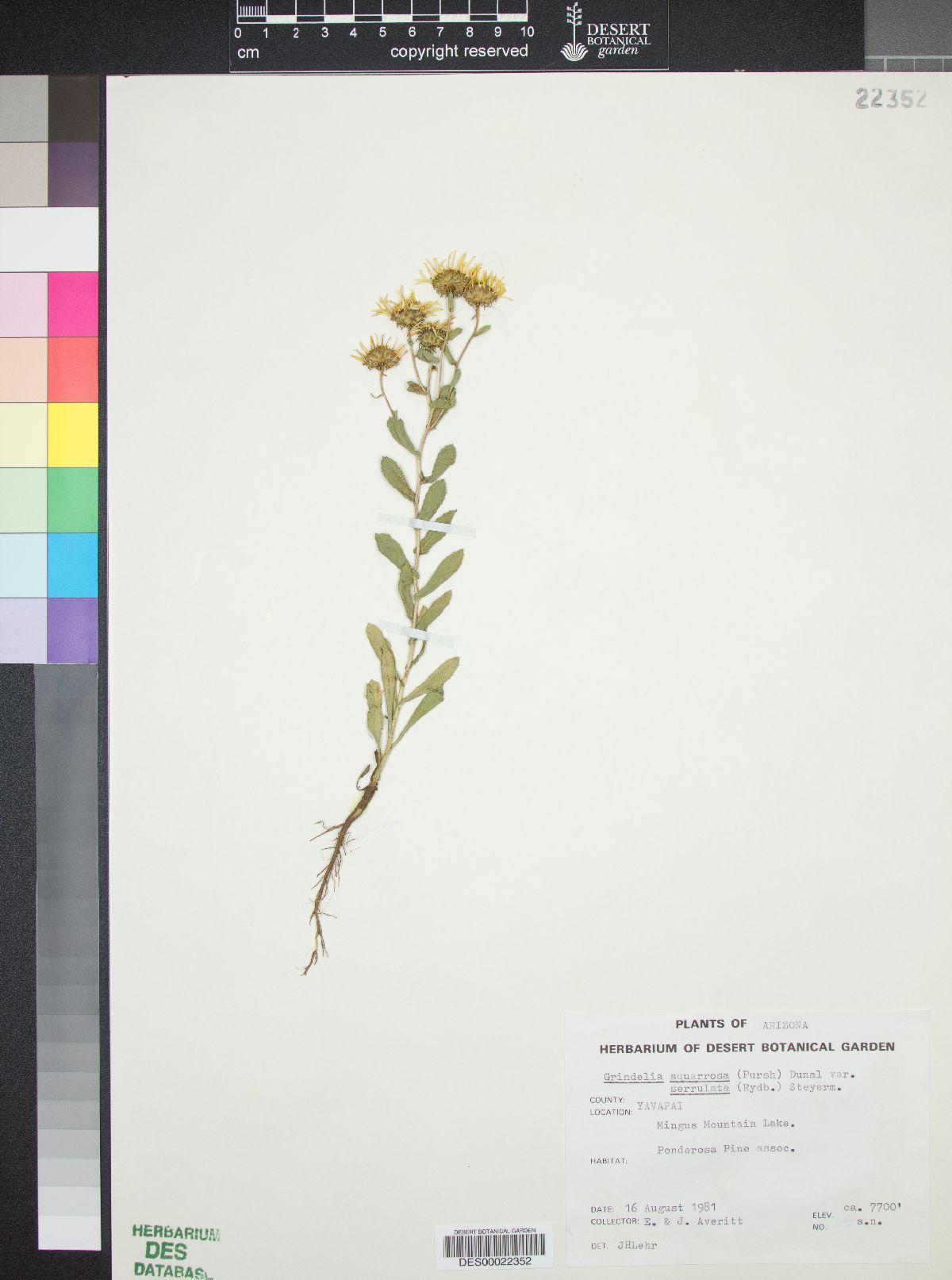 Grindelia squarrosa var. serrulata image
