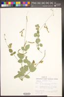 Desmodium grahamii image