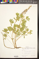 Lupinus hillii image