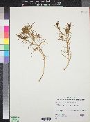 Cordylanthus orcuttianus image