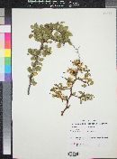 Prunus fremontii image