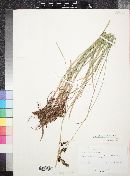 Carex spectabilis image