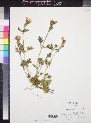 Verbena canadensis image