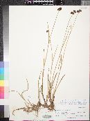 Juncus ensifolius var. montanus image