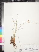 Juncus balticus subsp. ater image