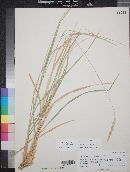 Calamagrostis scopulorum image