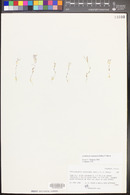 Arabidopsis salsuginea image