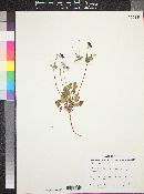 Erodium texanum image