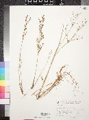 Juncus articulatus image