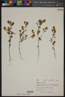 Trifolium arvense image