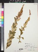 Spiraea tomentosa image