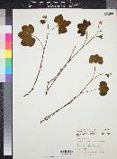 Rubus chamaemorus image