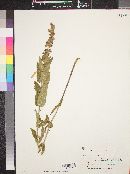 Stachys palustris image