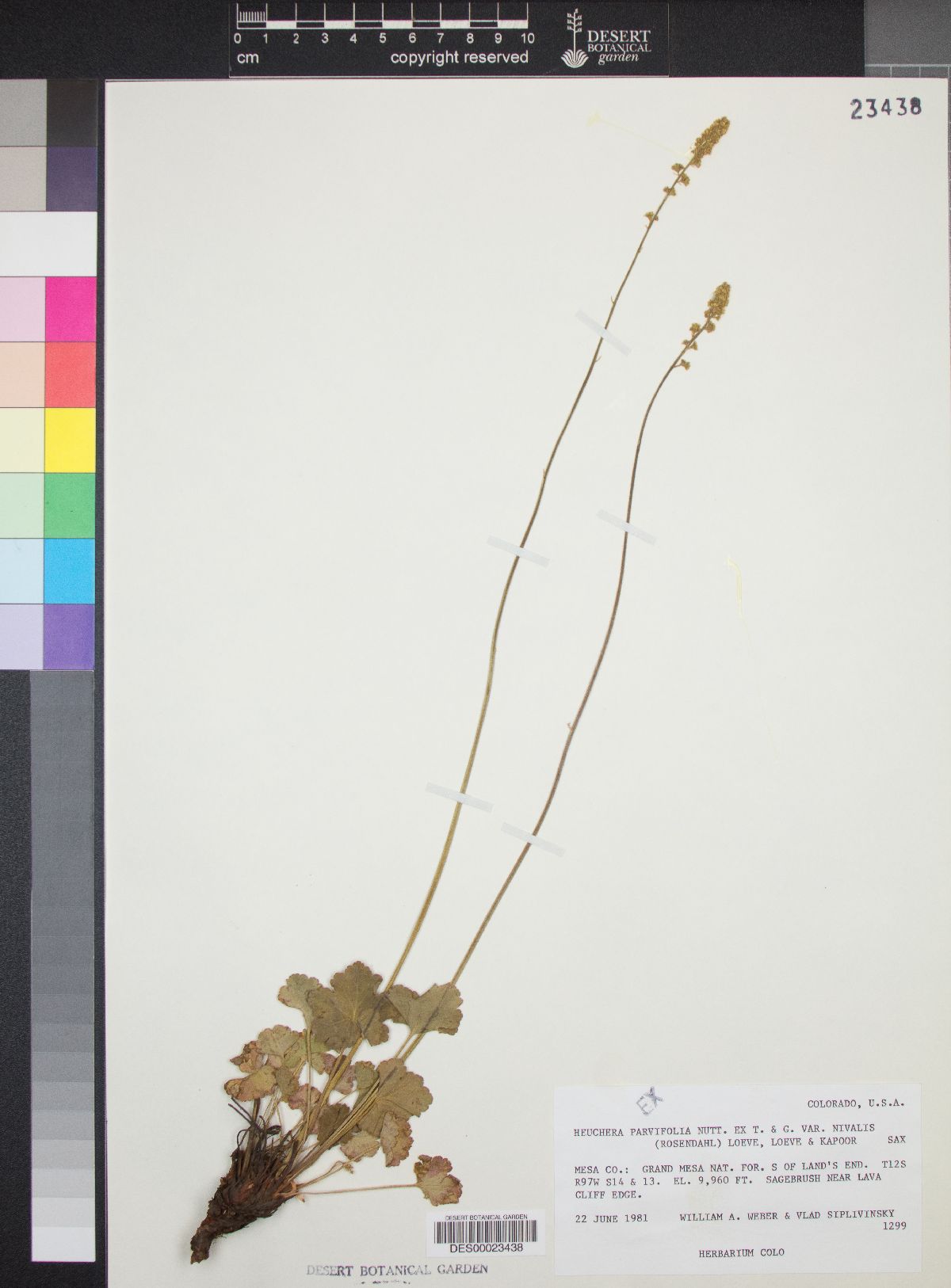 Heuchera parvifolia var. nivalis image