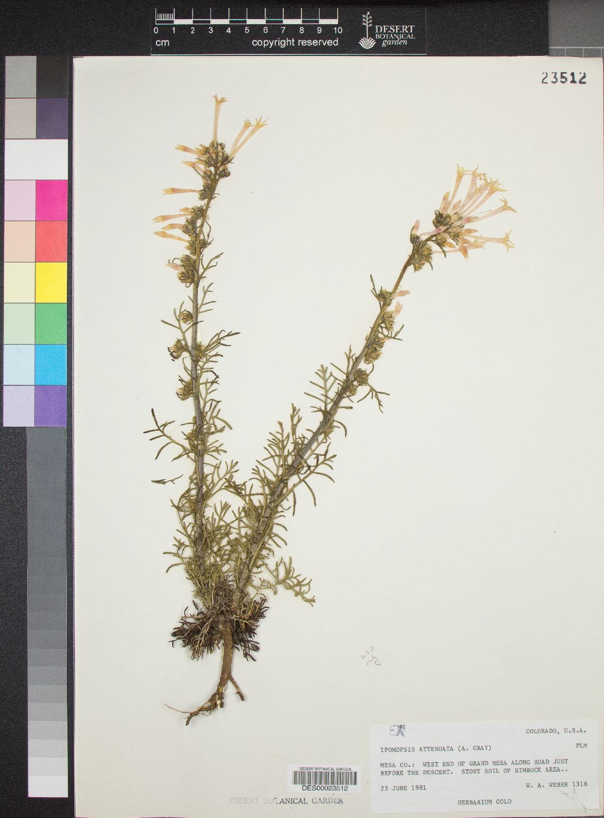 Ipomopsis aggregata var. attenuata image