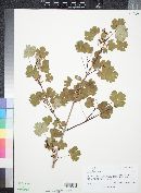 Acer glabrum image