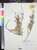 Hunnemannia fumariaefolia image