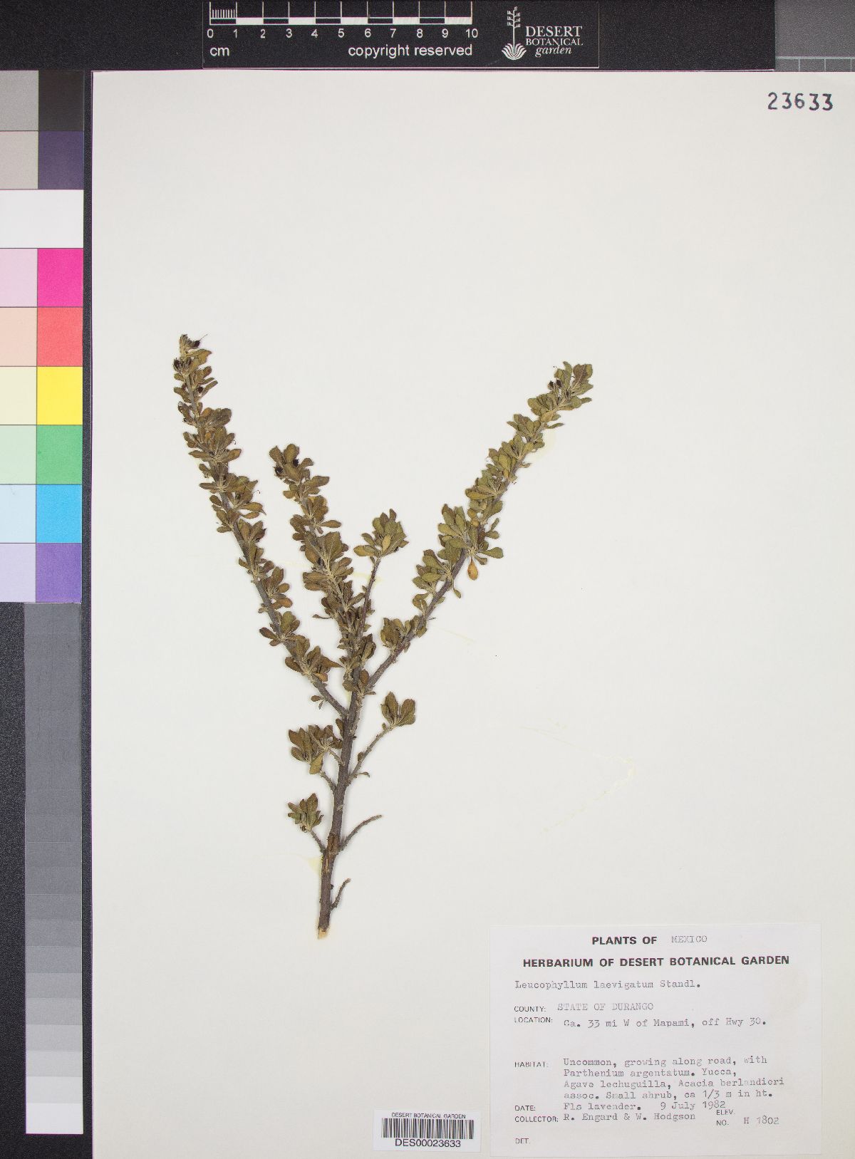Leucophyllum laevigatum image