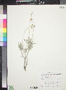 Parthenium argentatum image