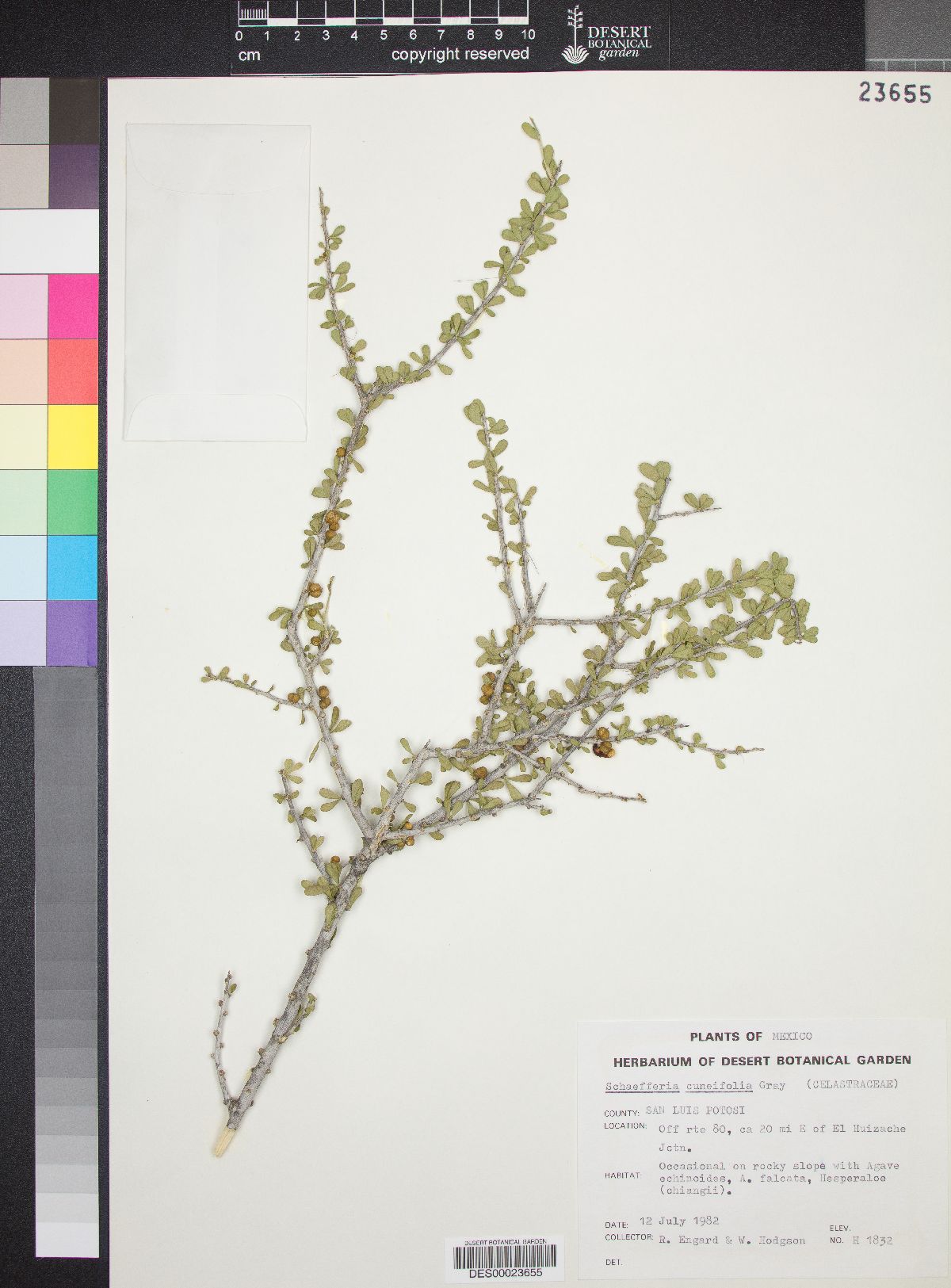 Schaefferia cuneifolia image