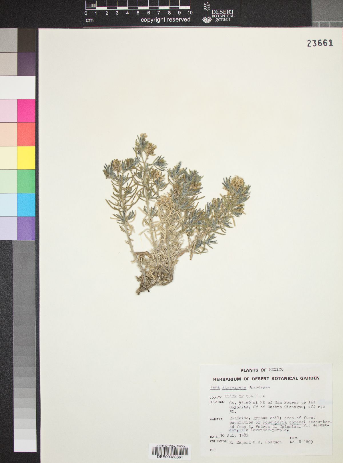 Nama flavescens image