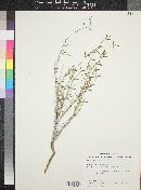 Acleisanthes angustifolia image