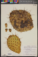 Opuntia oricola image