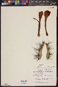 Stenocereus gummosus image