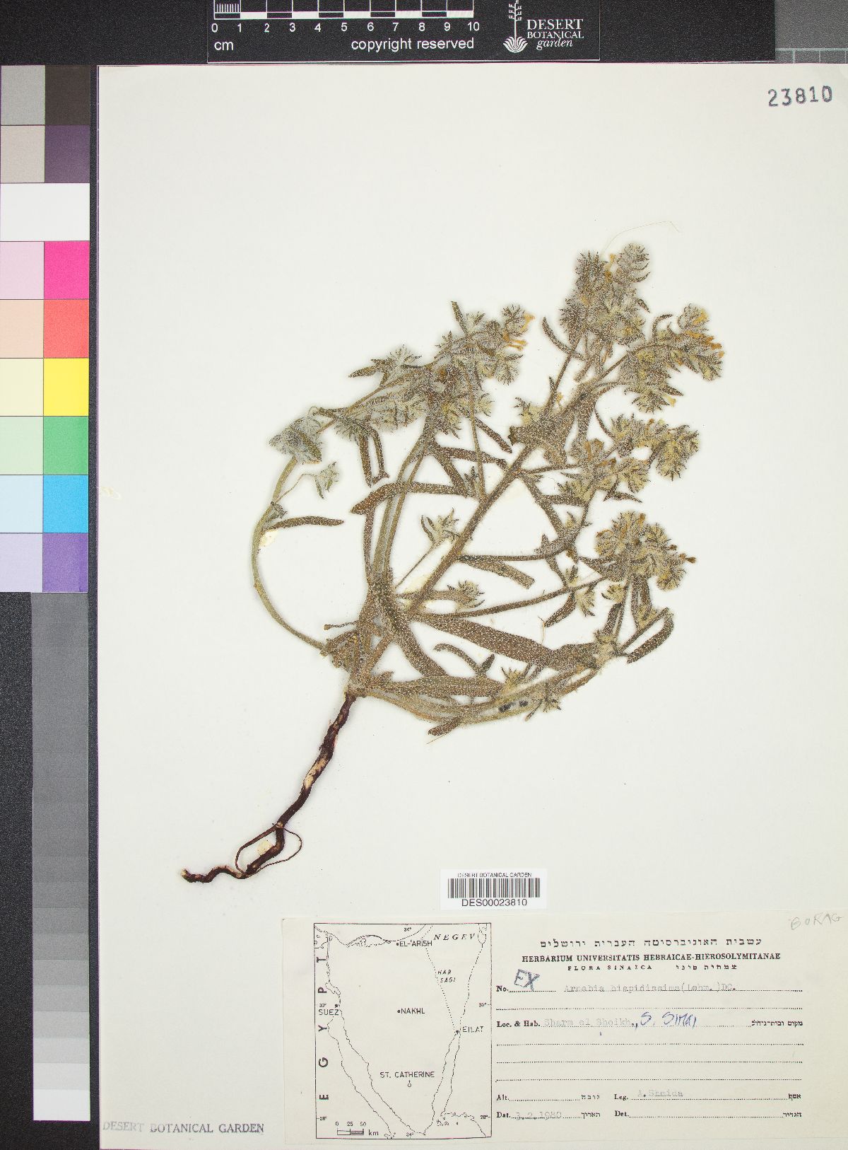 Arnebia hispidissima image