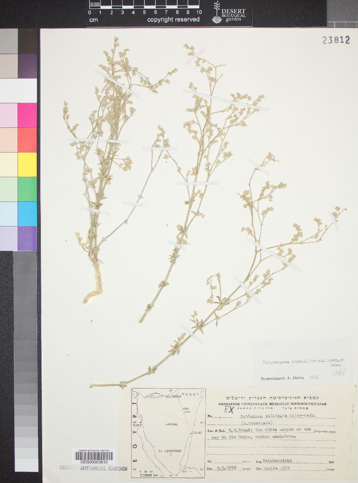 Polycarpaea repens image