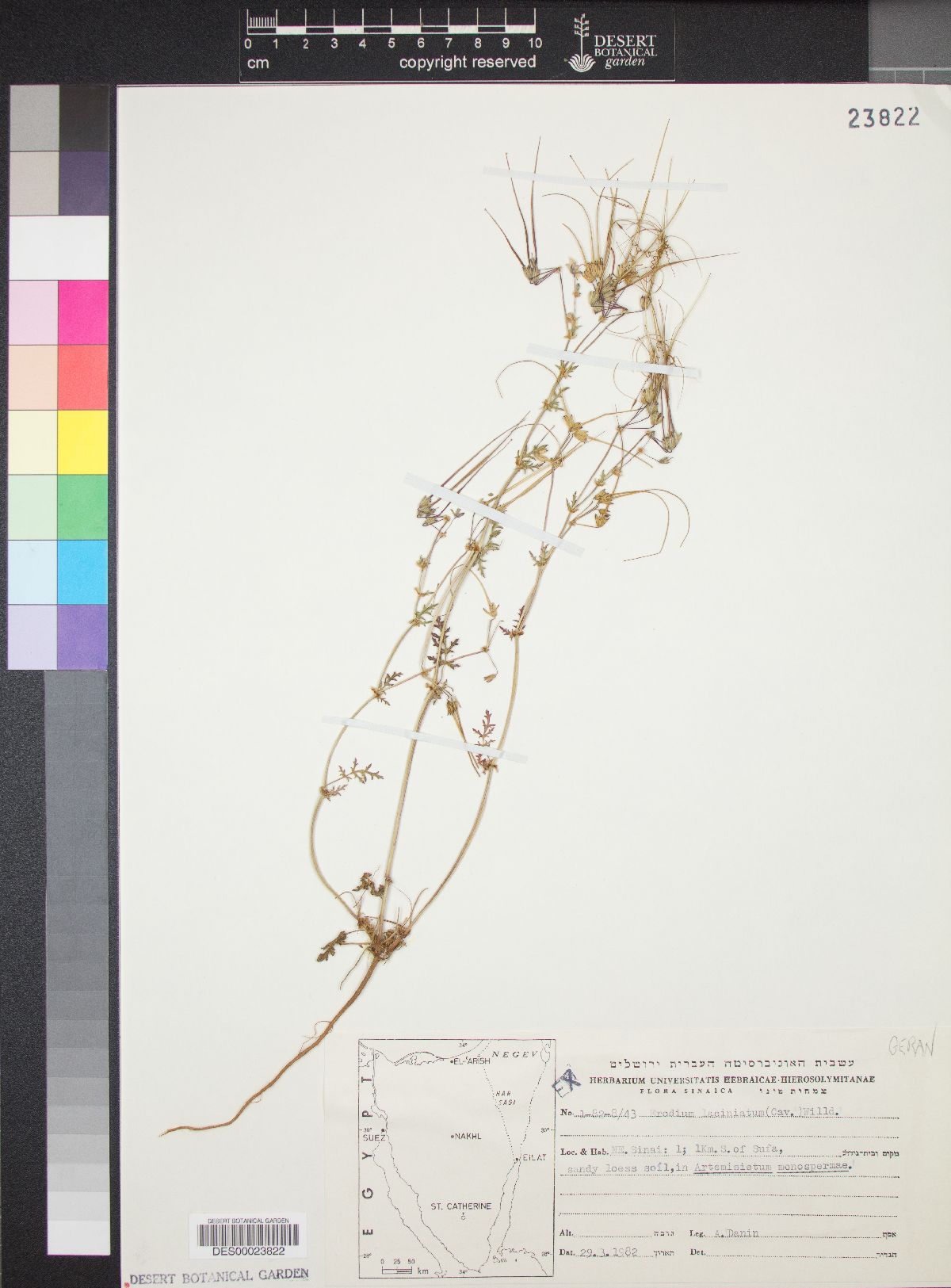 Erodium laciniatum image