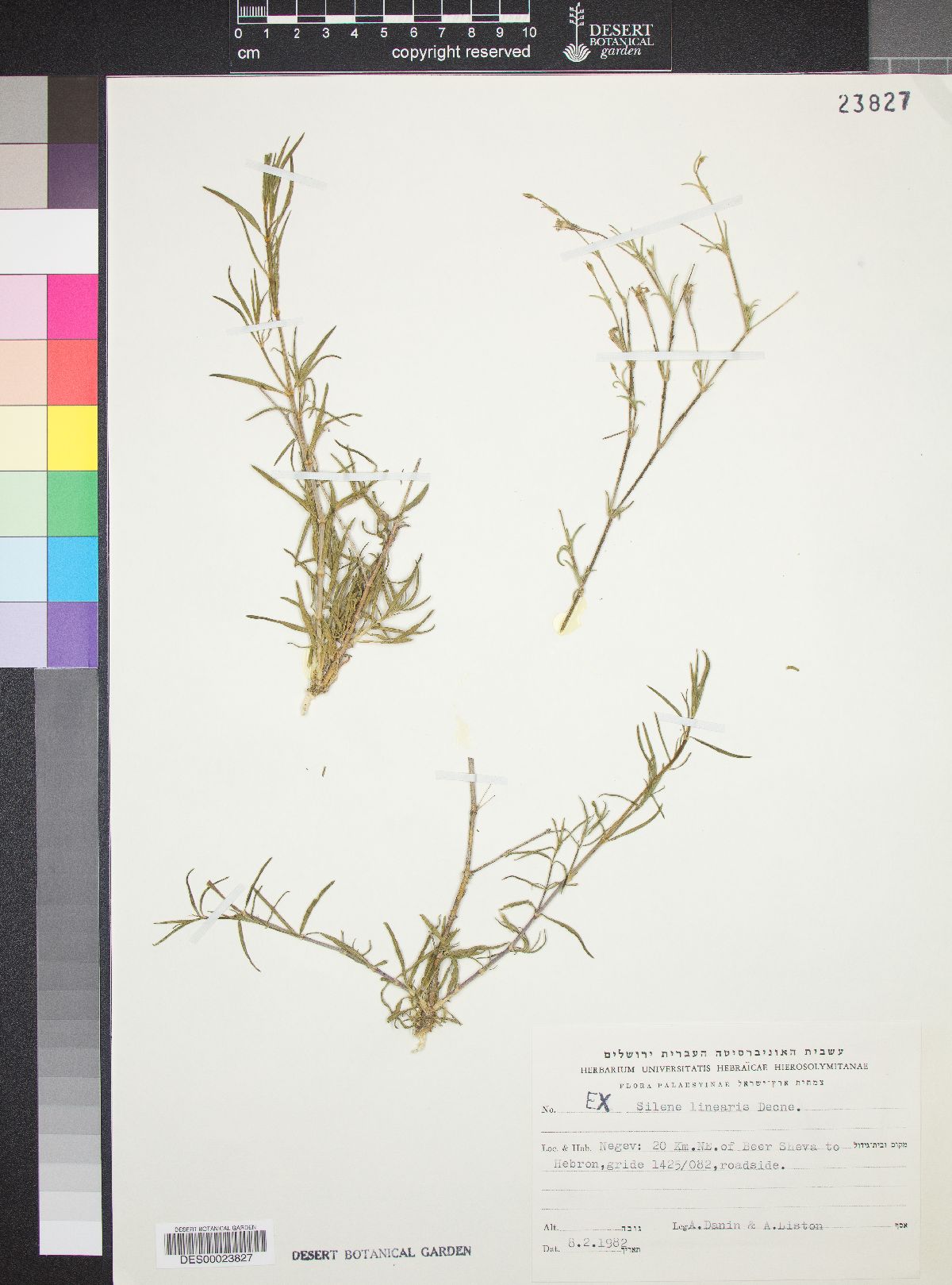 Silene linearis image