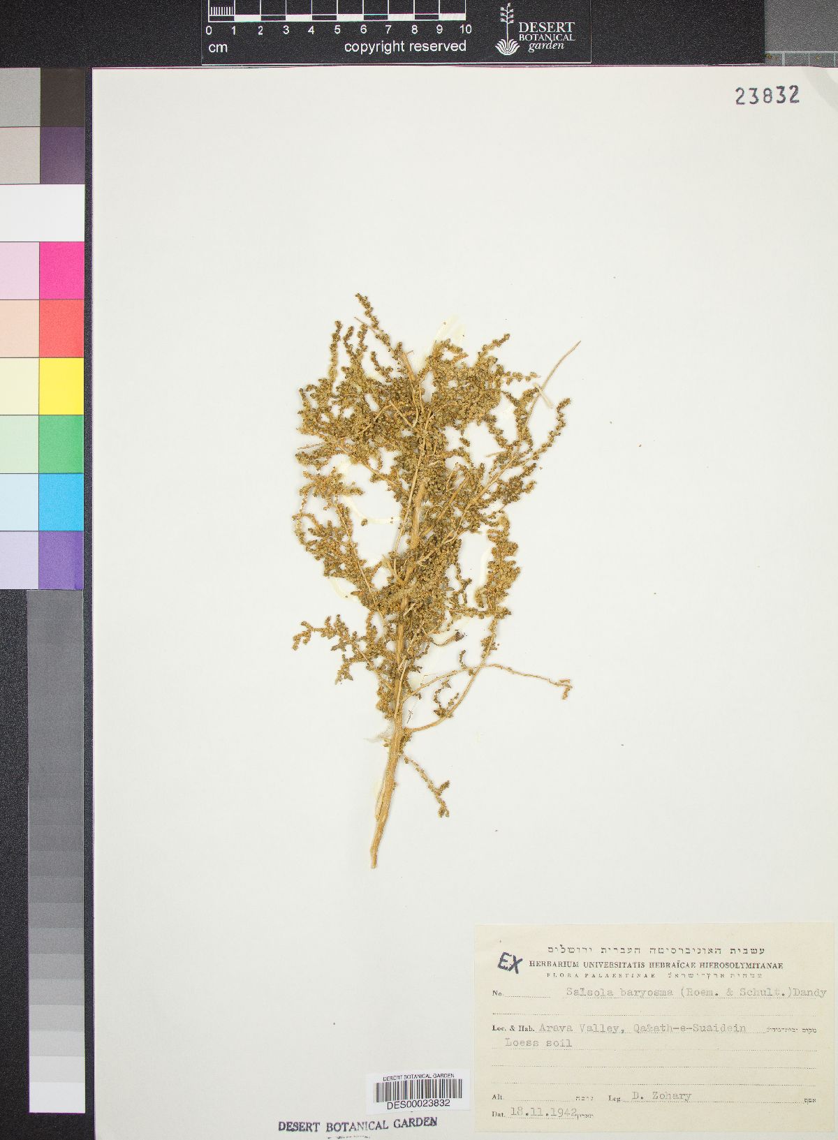 Salsola imbricata image