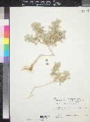 Atriplex spongiosa image