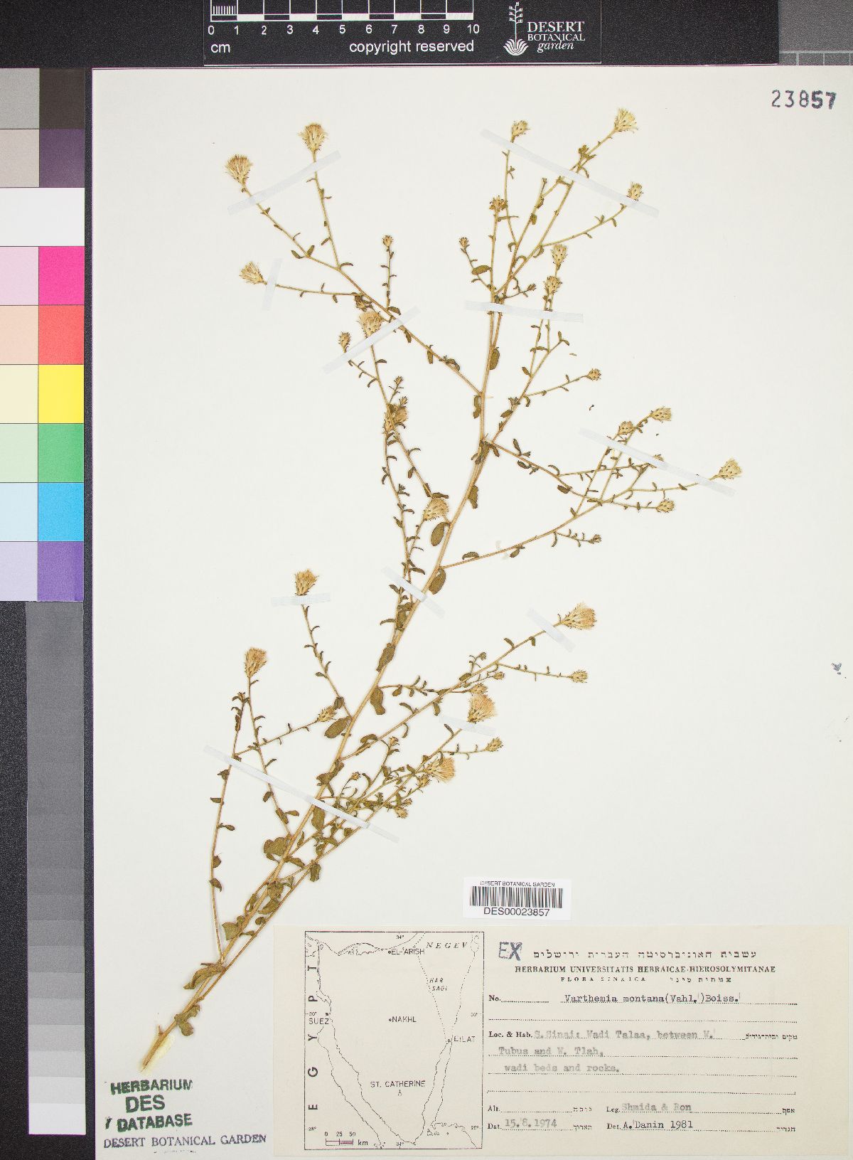 Varthemia montana image