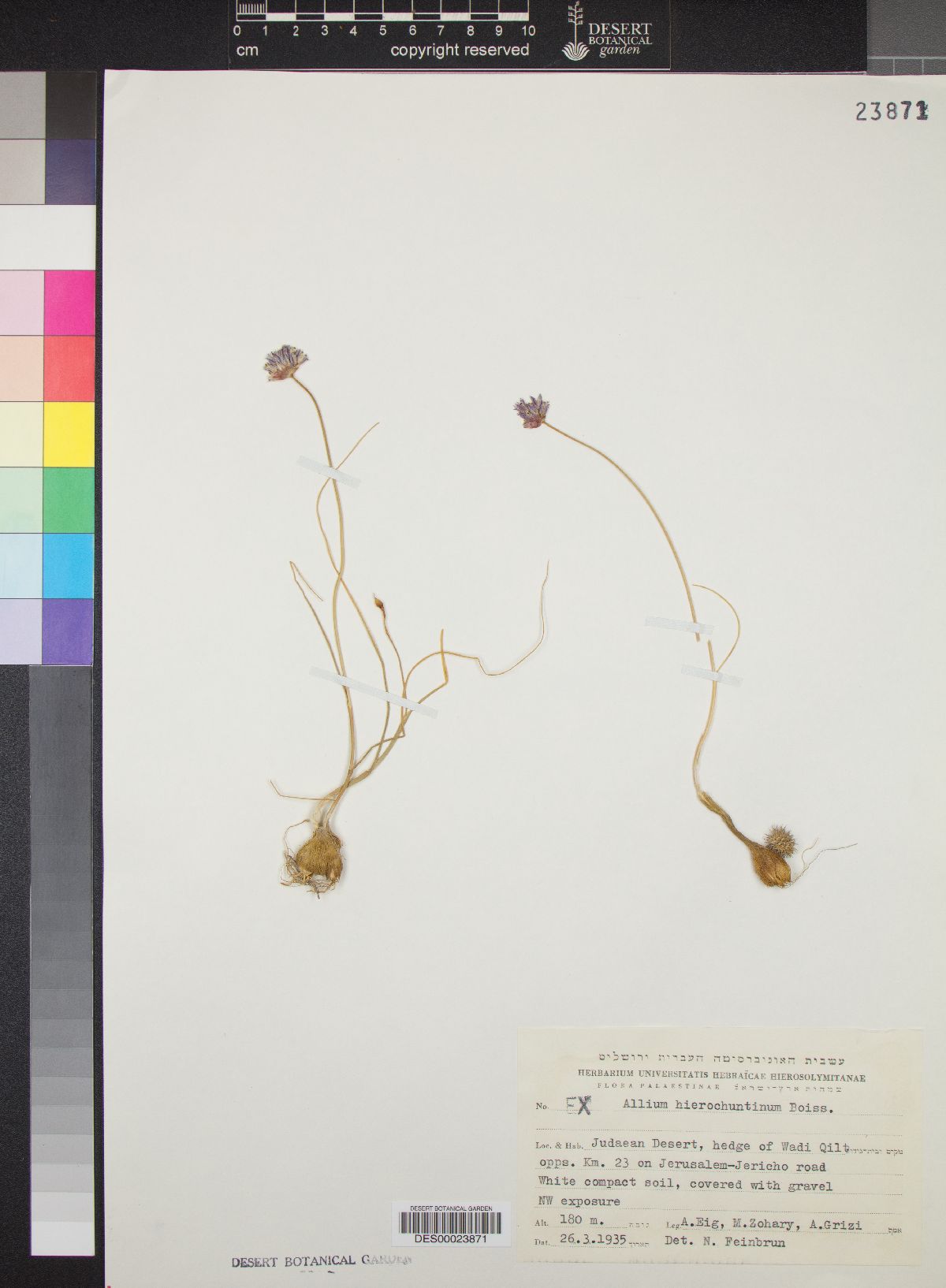Allium ascalonicum image