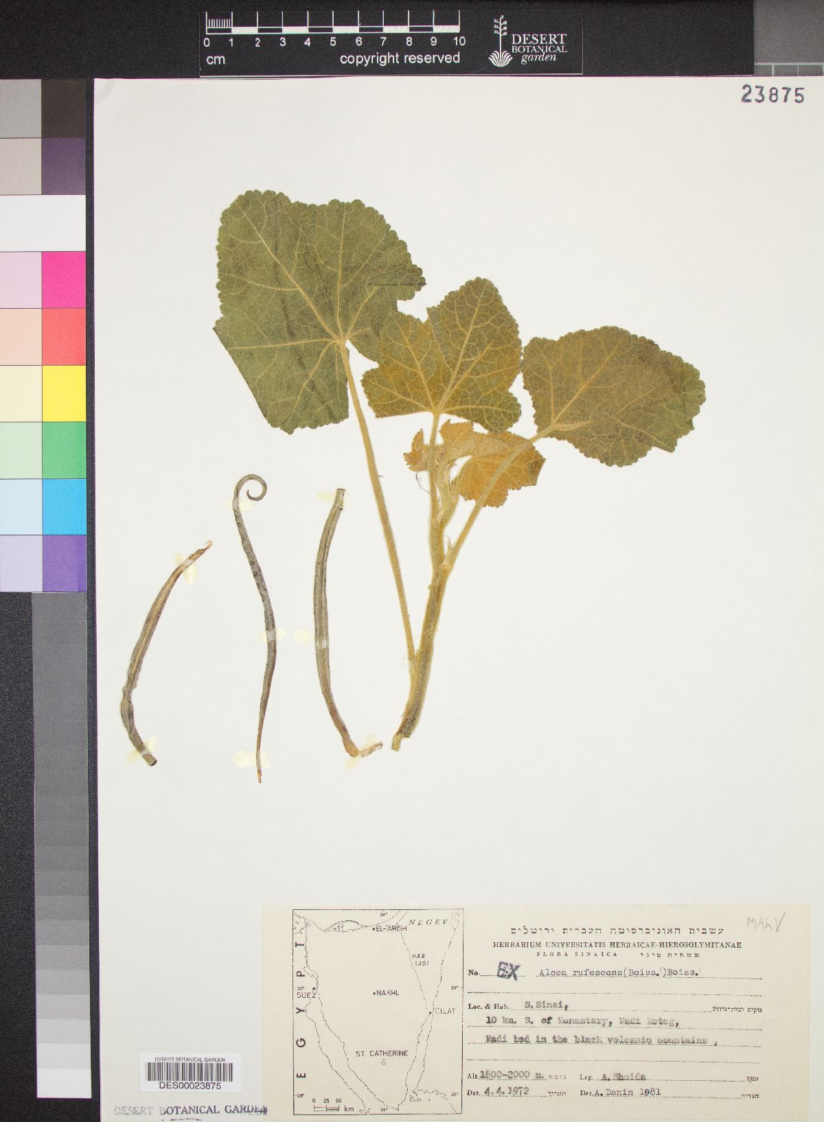 Alcea rufescens image