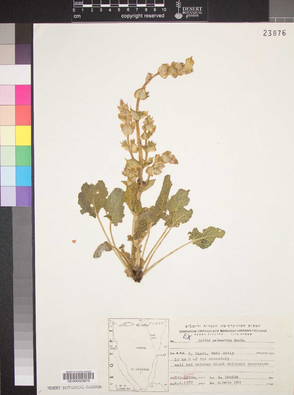 Salvia palaestina image