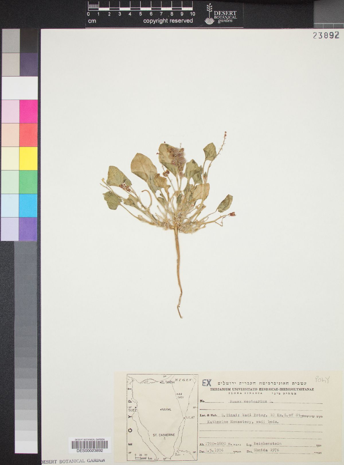 Rumex vesicarius image