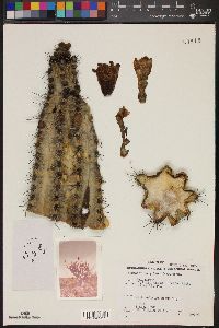 Image of Stenocereus griseus