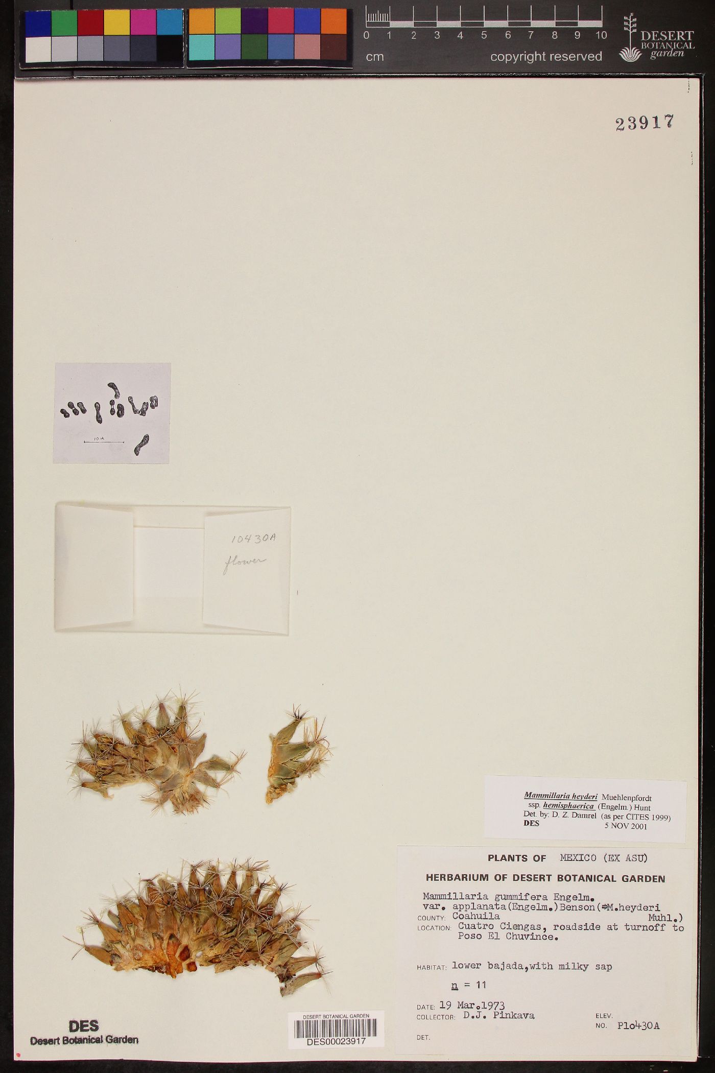 Mammillaria heyderi var. hemisphaerica image