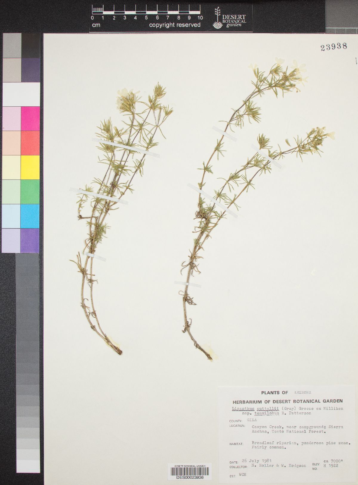 Linanthus nuttallii subsp. tenuilobus image
