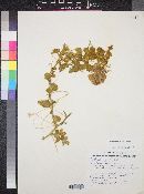 Passiflora palmeri image