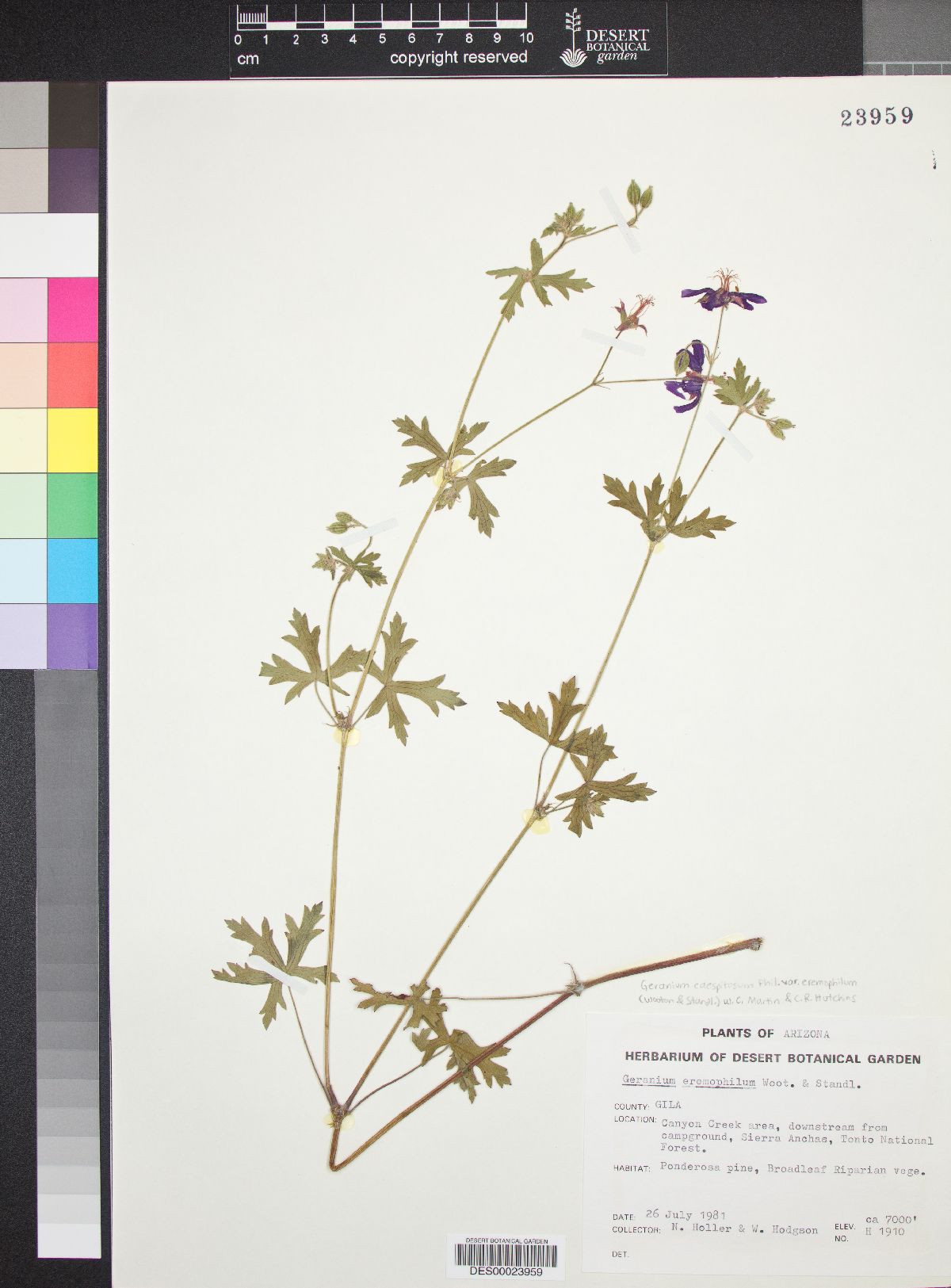 Geranium caespitosum var. eremophilum image