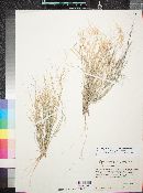 Aristida californica var. californica image