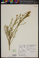 Baccharis sergiloides image